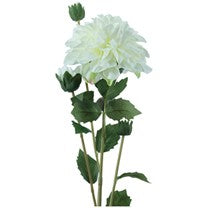 Dahlia (white)