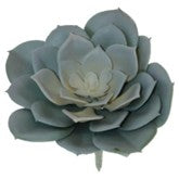 Desert Rose mauve